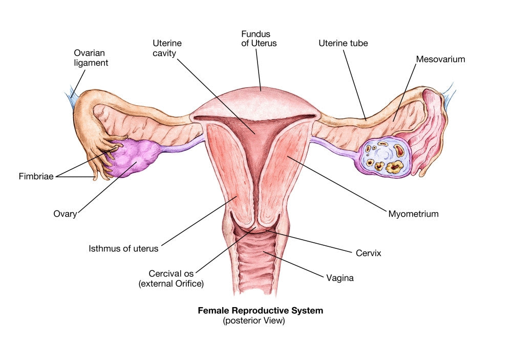 Female Reproductive System Fine Art Print by Spencer Sutton