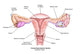 Female Reproductive System Fine Art Print by Spencer Sutton