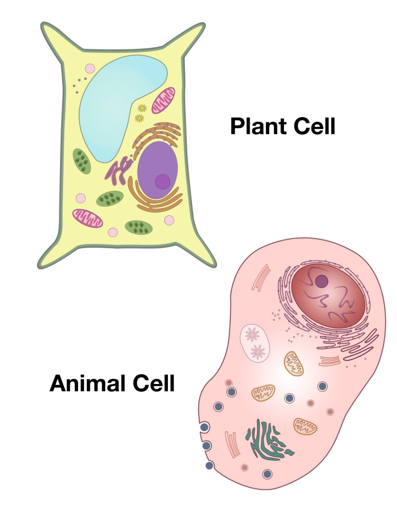 Plant Cell and Animal Cell Science Poster by Spencer Sutton