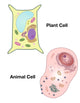 Plant Cell and Animal Cell Science Poster by Spencer Sutton