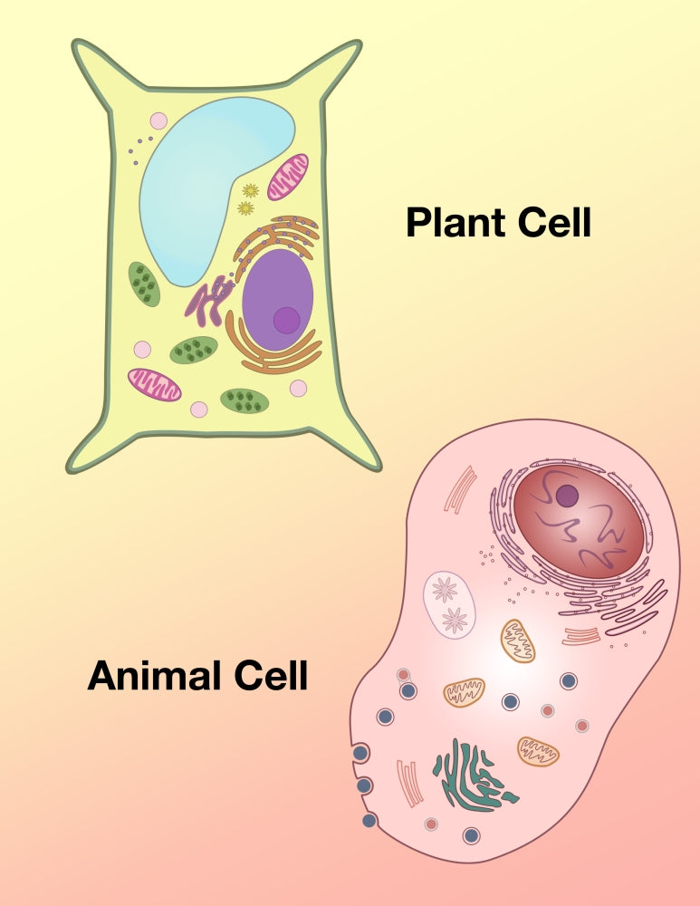 Plant Cell and Animal Cell Poster Print by Spencer Sutton