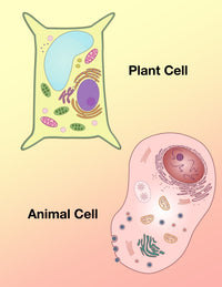 Plant Cell and Animal Cell Poster Print by Spencer Sutton