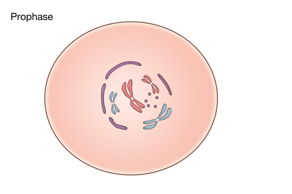 Prophase of Mitosis Educational Poster Print illustrating cellular division.