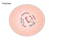 Prophase of Mitosis Educational Poster Print illustrating cellular division.