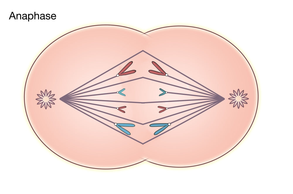Anaphase of Mitosis Poster Print showcasing cellular division.