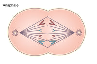 Anaphase of Mitosis Poster Print showcasing cellular division.