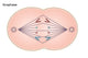 Anaphase of Mitosis Poster Print showcasing cellular division.
