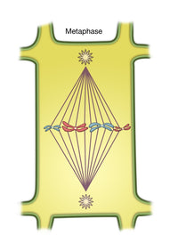 Metaphase of Mitosis Poster Print by Spencer Sutton showcasing cellular biology.