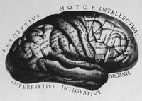 Historical Drawing of the Brain Poster Print by Science Source.