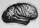 Historical Drawing of the Brain Poster Print by Science Source.
