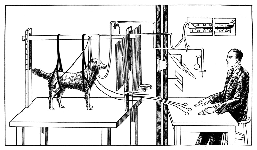 Pavlovian Experiment on Dog Poster Print showcasing Ivan Pavlov's famous study on behavior.