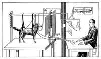 Pavlovian Experiment on Dog Poster Print showcasing Ivan Pavlov's famous study on behavior.