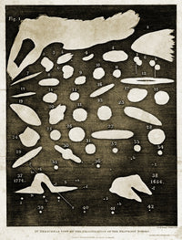 William Herschel's Nebulae Poster Print showcasing cosmic beauty.