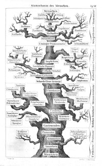 Ernst Haekel Family Tree of Man 1874 Poster Print showcasing human evolution.