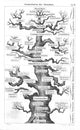 Ernst Haekel Family Tree of Man 1874 Poster Print showcasing human evolution.