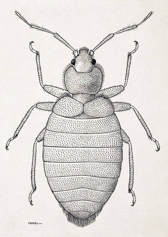 Female Tropical Bedbug, Cimex hemipterus Poster Print showcasing intricate details.