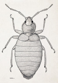 Female Tropical Bedbug, Cimex hemipterus Poster Print showcasing intricate details.