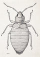 Female Tropical Bedbug, Cimex hemipterus Poster Print showcasing intricate details.