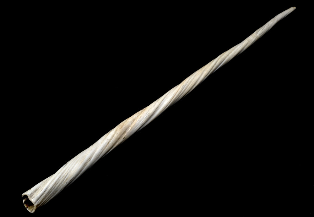 Narwhal Tusk Poster Print showcasing unique ocean art