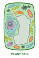 Plant Cell Poster Print by Gwen Shockey, vibrant educational decor