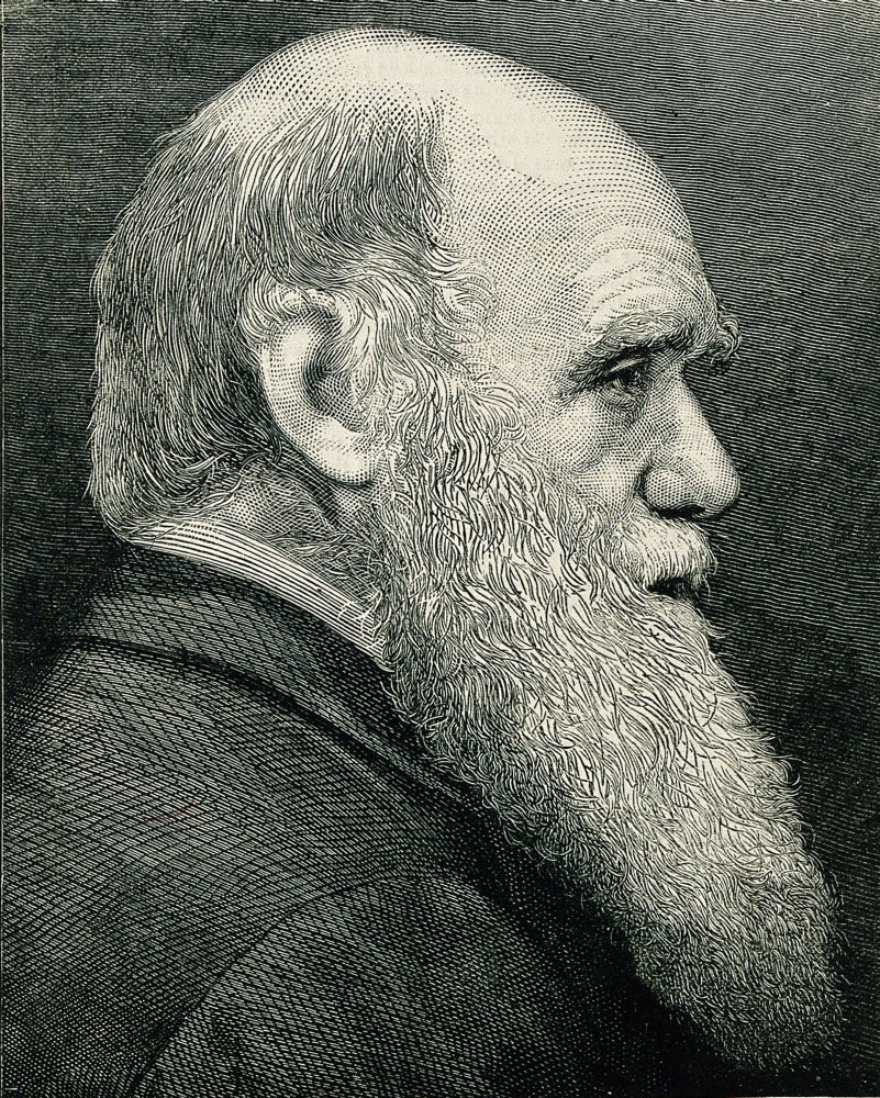 Charles Darwin Poster Print featuring the English Naturalist