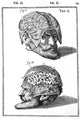Brain Exposed 17th Century Illustration Poster Print