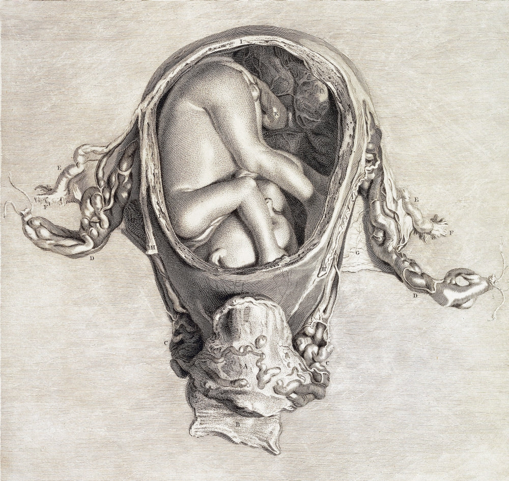 Uterus with Fetus 1774 Poster Print by Science Source