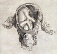 Uterus with Fetus 1774 Poster Print by Science Source
