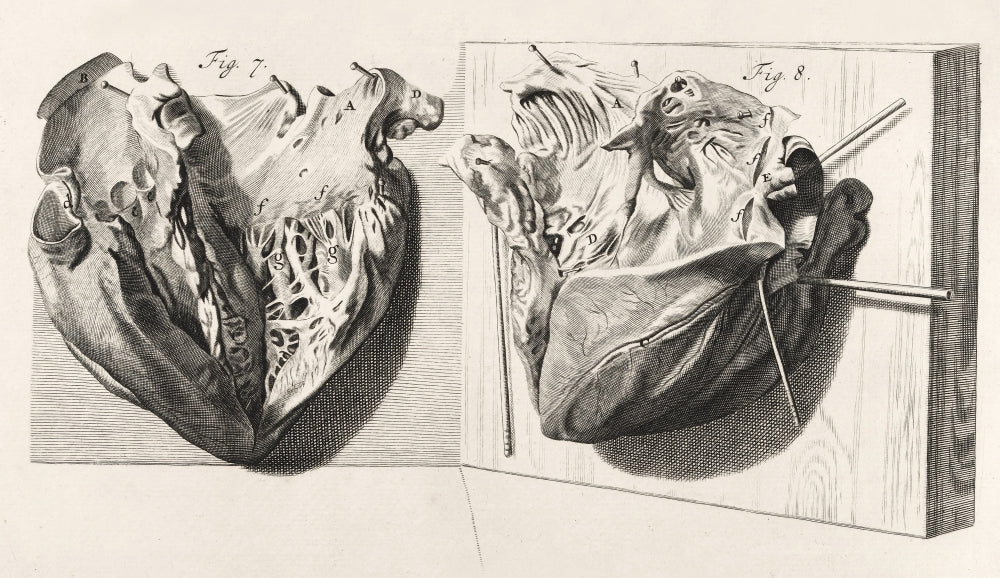 Heart Anatomy Illustration Poster Print from 1739 showing detailed anatomy