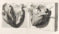Heart Anatomy Illustration Poster Print from 1739 showing detailed anatomy