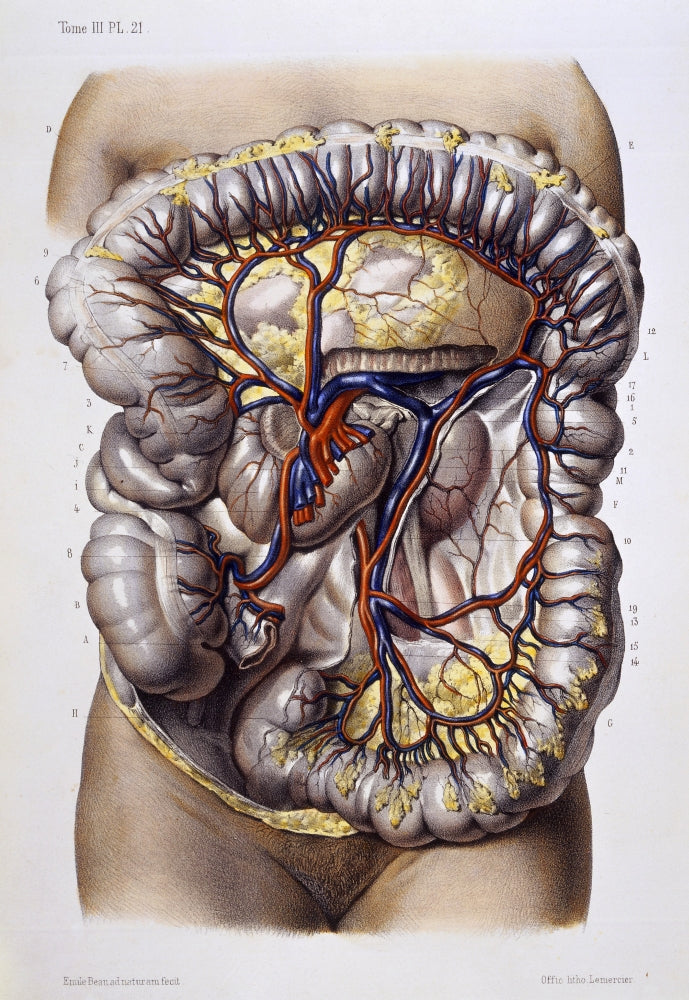 Veins and Arteries 19th Century Illustration Poster Print