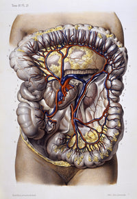 Veins and Arteries 19th Century Illustration Poster Print