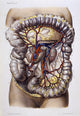 Veins and Arteries 19th Century Illustration Poster Print