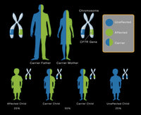 CFTR Mutation Inheritance Patterns Poster Print by Monica Schroeder