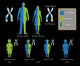 CFTR Mutation Inheritance Patterns Poster Print by Monica Schroeder