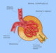 Renal Corpuscle Kidney Glomerulus Anatomy Poster Print by Monica Schroeder