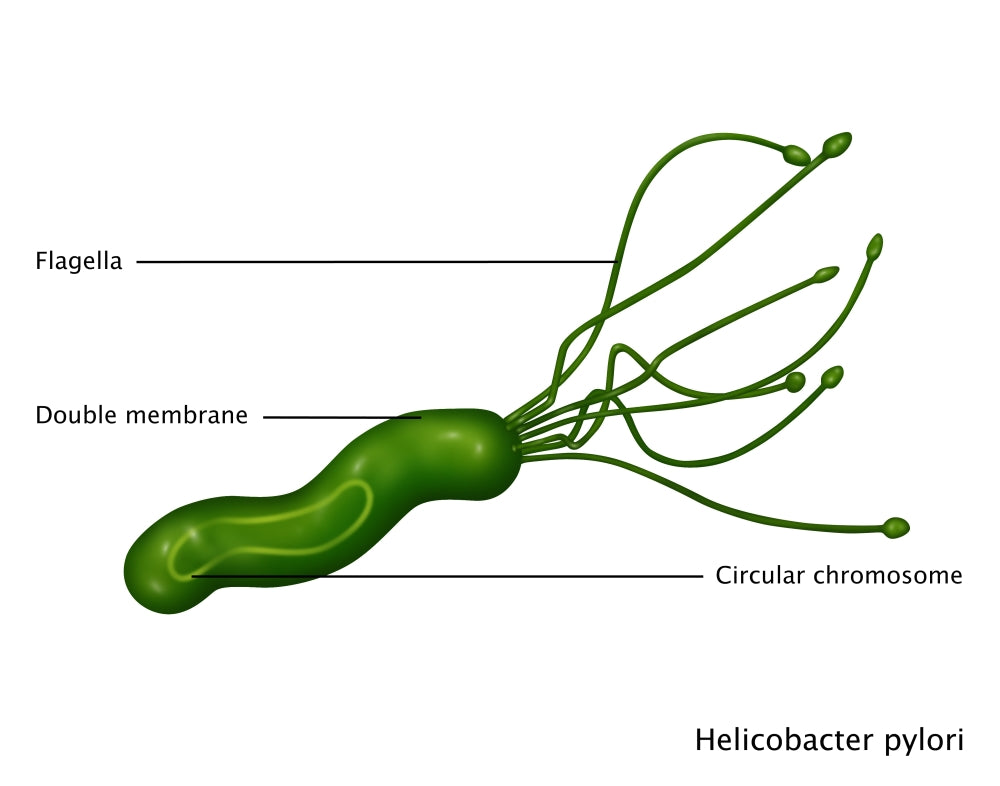 Helicobacter Pylori Scientific Illustration Poster Print