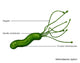 Helicobacter Pylori Scientific Illustration Poster Print
