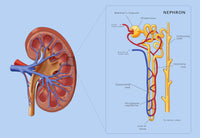 Kidney and Nephron Illustration Poster Print by Monica Schroeder