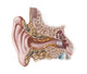 Earwax Illustration Poster Print by Spencer Sutton, educational art for science lovers.