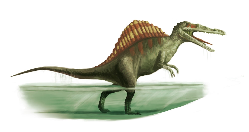 Spinosaurus Illustration Poster Print by Science Source