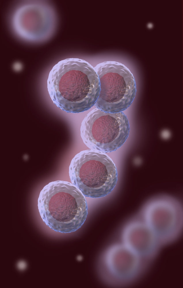 Stem Cells Illustration Poster Print by Spencer Sutton, showcasing detailed scientific illustrations.
