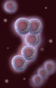 Stem Cells Illustration Poster Print by Spencer Sutton, showcasing detailed scientific illustrations.