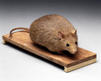 Bioengineered Obese Mouse Poster Print showcasing scientific art