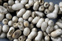 Silkworm Cocoons Used by Pasteur c.1865 Poster Print for science decor