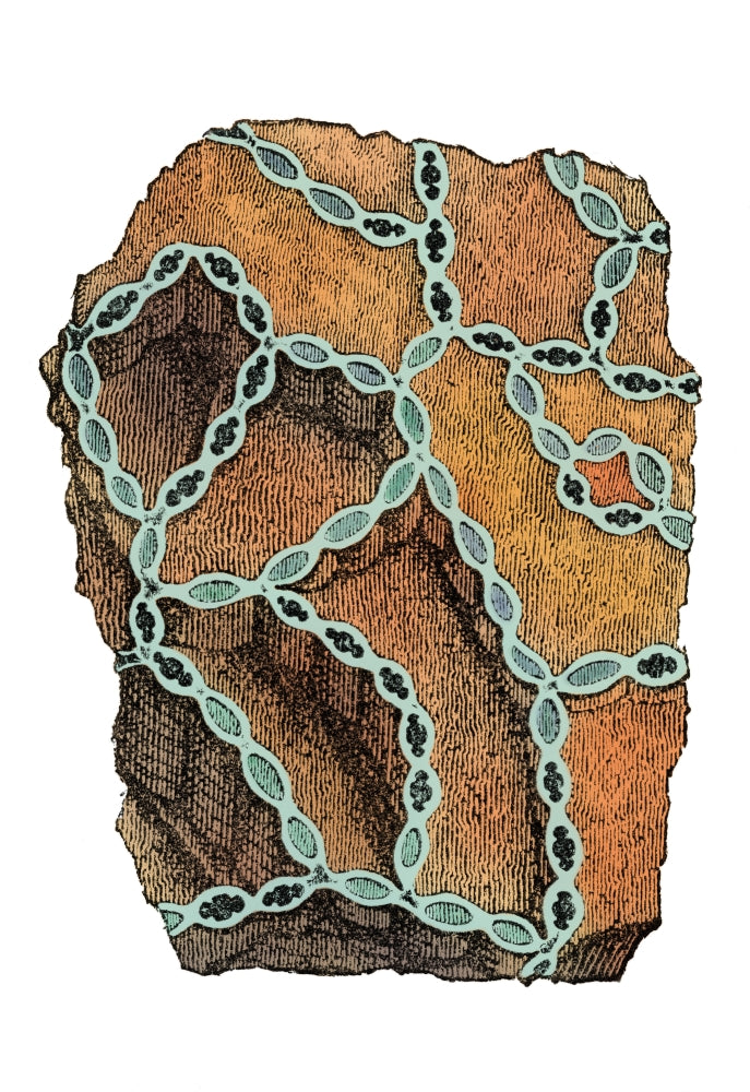 Coral Fossil Poster Print showcasing detailed marine life artwork.