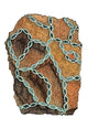 Coral Fossil Poster Print showcasing detailed marine life artwork.