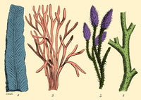 Silurian Plants Poster Print showcasing ancient flora