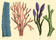 Silurian Plants Poster Print showcasing ancient flora