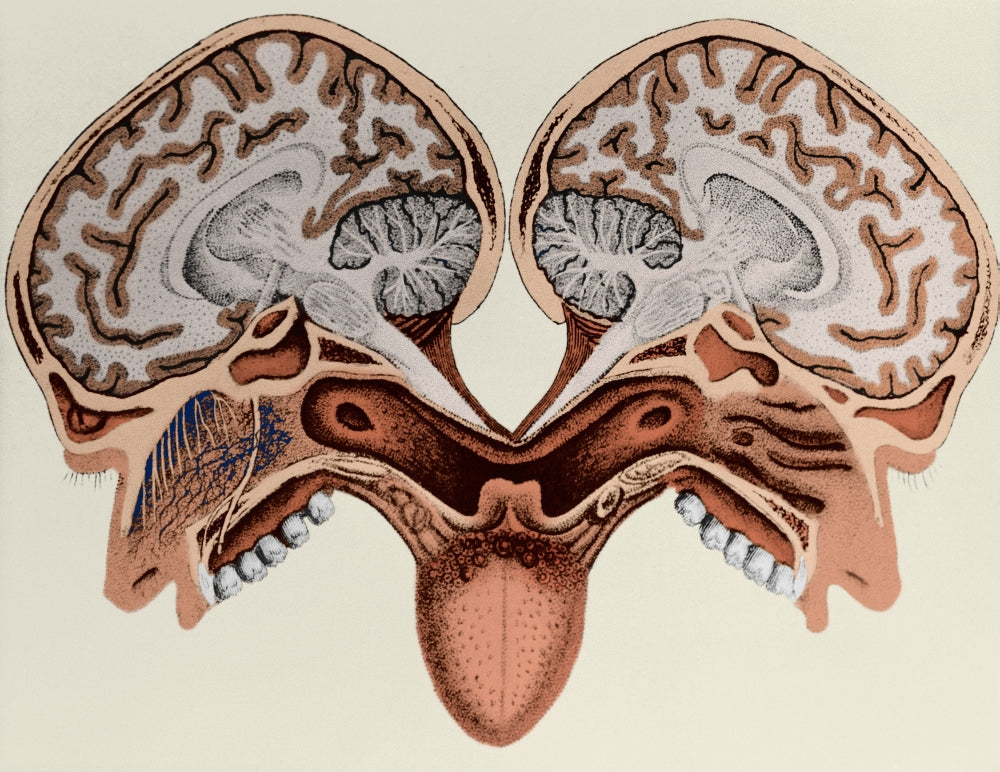 Human Head Cross Section Poster Print showcasing anatomical details.
